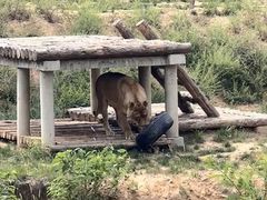 -石家庄市动物园