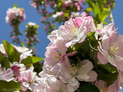 -海棠花溪(元大都城垣遗址公园)