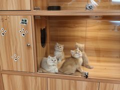 -猫十亿·布偶金渐层·曼基康矮脚猫舍(青年路店)