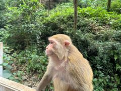 -黔灵山公园