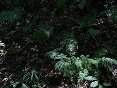 -本溪汤沟绿石谷森林公园