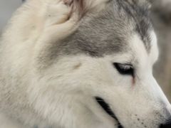 -Let's go狗咖·猫咖·奶狗·桌游(春熙路IFS店)