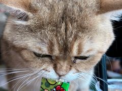 -猫小院猫主题餐厅(南锣旗舰店)