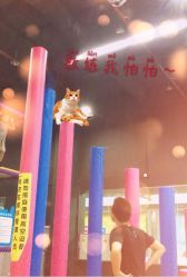 点击看大图 -蹦贝运动中心·蹦床·攀岩·闯关(龙岗店)