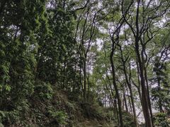 -南山植物园