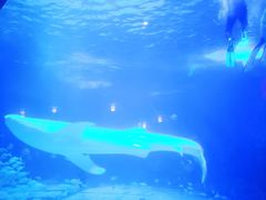 -烟台海昌鲸鲨海洋公园