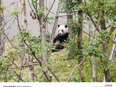 -成都大熊猫繁育研究基地