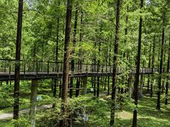 -黄海国家森林公园