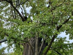 -上海佘山国家森林公园天马山园