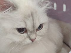 -四月宠物医院·猫专科·心脏专科·内科(转塘店)