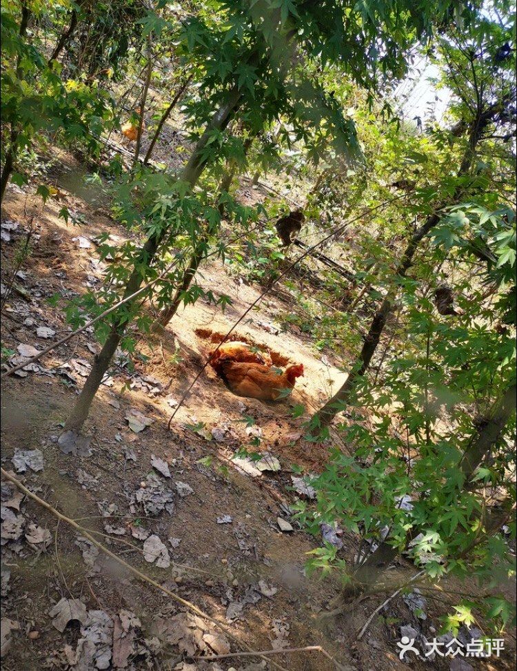 来户外亲近自然，喂食小动物吧！