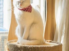 -猫咖时代(中山亭店)