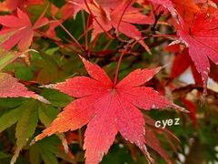 -上海月湖雕塑公园
