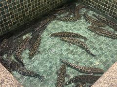 -景明轩•养生酸汤鱼火锅 云贵鲜菌 现舂野果酸汤(王寨小区店)