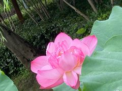 -陈家山荷花公园