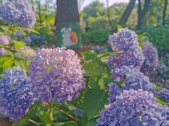 -上海共青森林公园