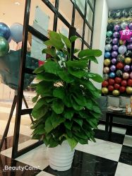 -BHG Hair Salon