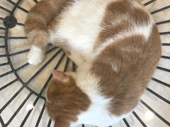 -飞行喵MR PILOT|猫舍·猫咖(静安大融城店)