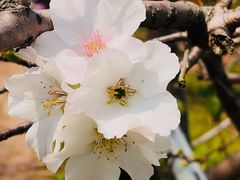 -天适樱花悠乐园