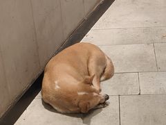 -朱氏胖子烂火锅(洪崖洞店)