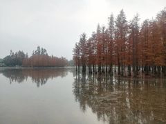 -白鹭湾湿地公园