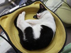 -有猫主题·治愈系猫咖(曾厝垵店)