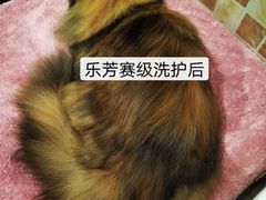 -汪小喵宠物·戴维斯乐芳希施宠馨宝皮毛调理洗护店