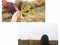 -乌兰布统草原