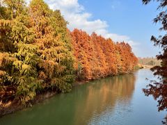 -上海海湾国家森林公园