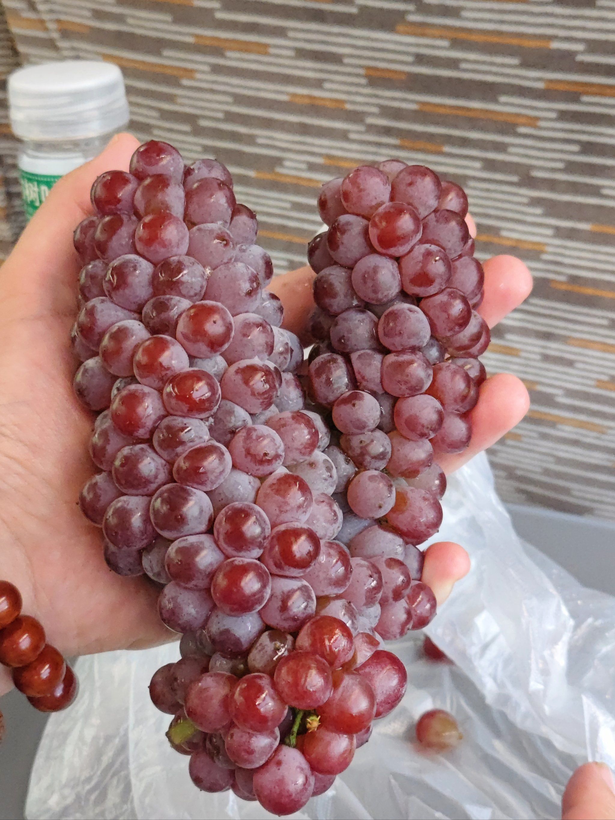 家人们,有人知道这葡萄是什么品种,怎么洗吗?
