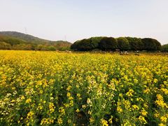-八卦田遗址公园