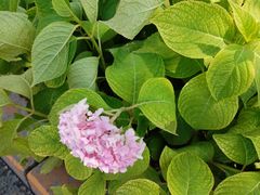 -锦府盐帮·李宅(领展购物广场中关村店)