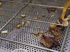 -西夏一品烤全羊(百桥路店)