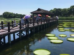 -荷塘月色湿地公园·向阳花洲