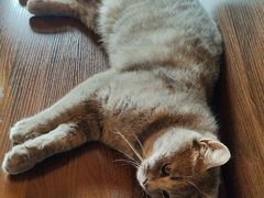 -猫岛主趣味餐厅(鼓浪屿店)