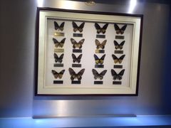 -上海昆虫博物馆