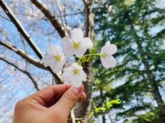 -桃花堤公园