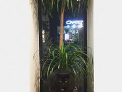 -猫里有甜