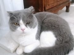-共舞时光猫咖·狗咖(新街口店)