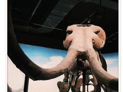 -辽宁古生物博物馆