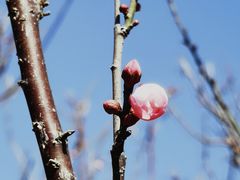 -荔枝公园(福田区)