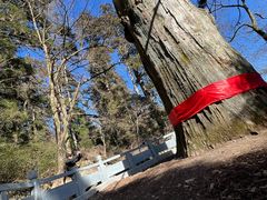 -天目山大树王景区