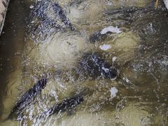 -姥家大锅台水库渔家