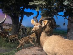 -国家自然博物馆