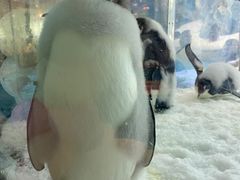 -帝企鹅自助餐厅•儿童岛•真企鹅(长隆企鹅酒店)