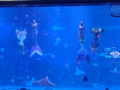 -烟台海昌鲸鲨海洋公园