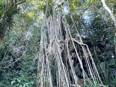 -中国科学院西双版纳热带植物园