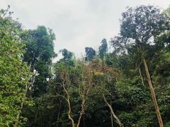 -西双版纳原始森林公园
