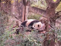 景点-成都大熊猫繁育研究基地