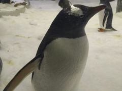 -悉尼海洋生物水族馆